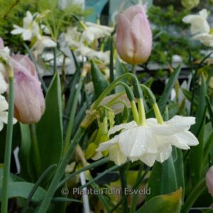 Narcissus 'Moonlight Sensation'