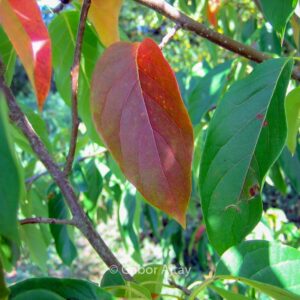 Nyssa sinensis 'Jim Russell'