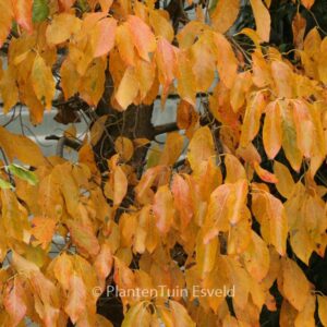 Nyssa sylvatica 'Jermyn's Flame'