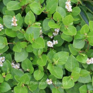 Persicaria kahil