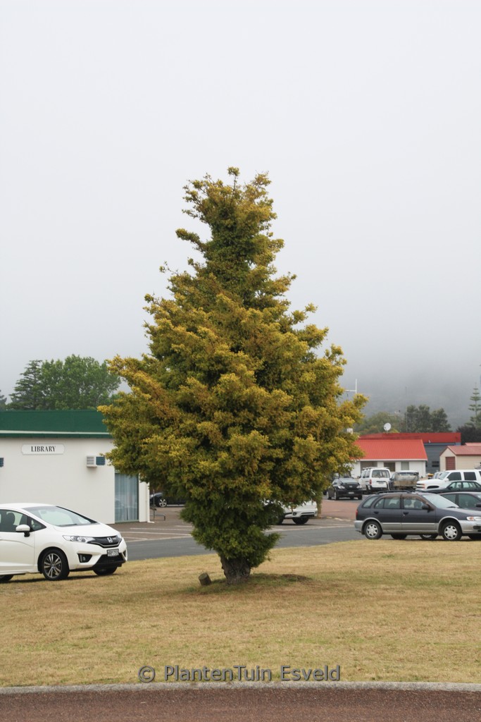 Podocarpus totara 'Aureus'