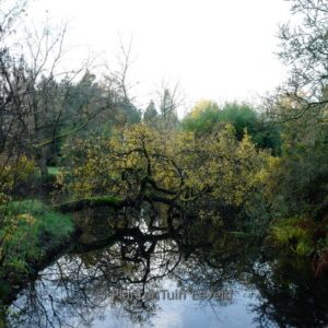 Populus tremula 'Pendula'