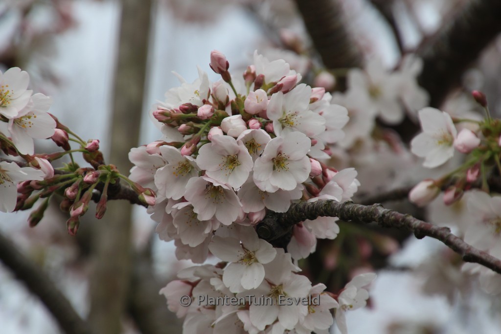 Prunus yedoensis 'Somei Yoshino'