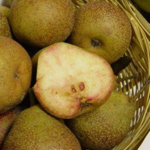 Pyrus communis 'Bloedpeer'