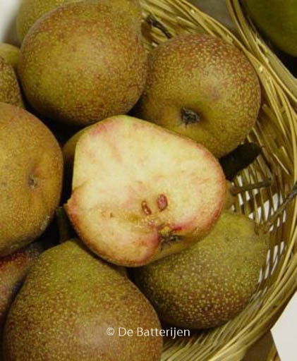 Pyrus communis 'Bloedpeer'