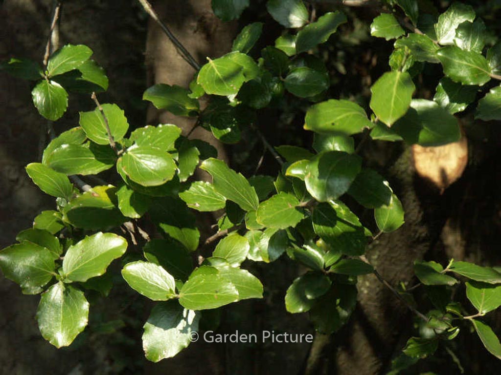 Quillaia saponaria