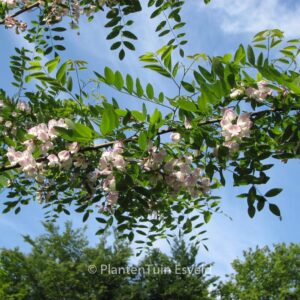 Robinia slavinii 'Hillieri'