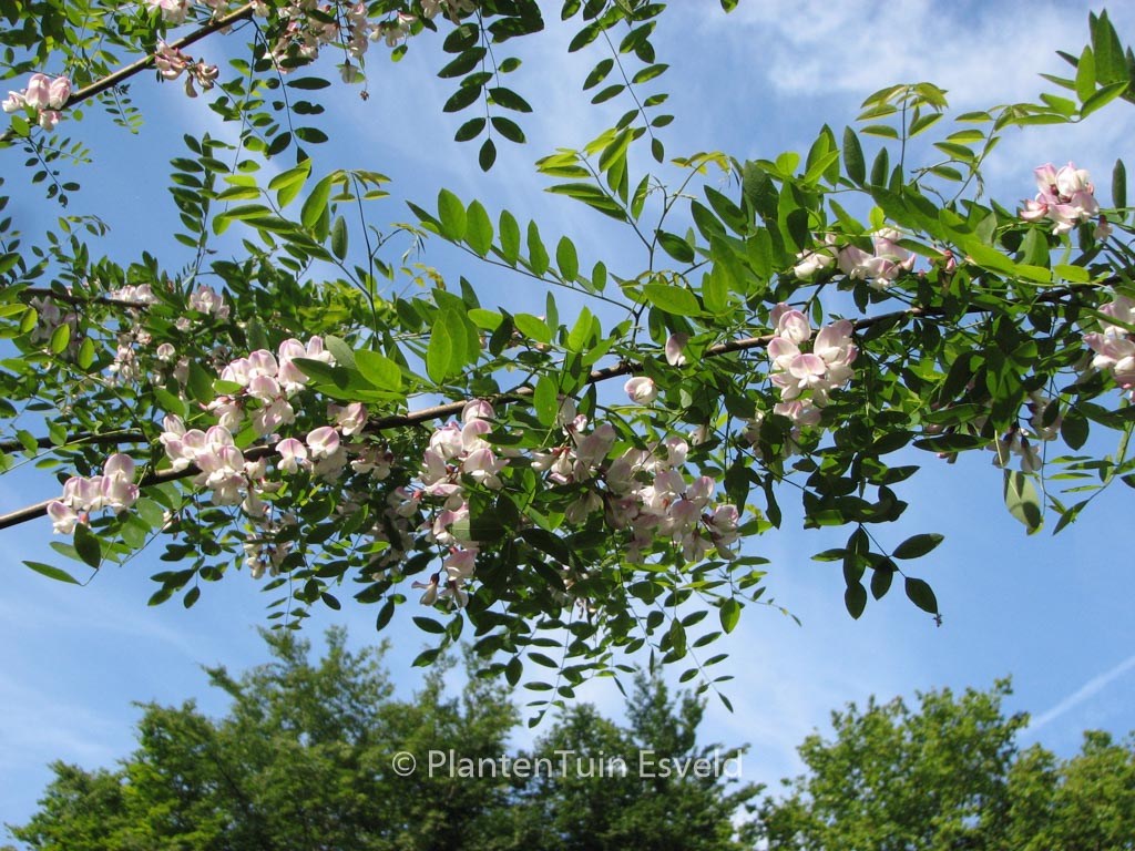 Robinia slavinii 'Hillieri'