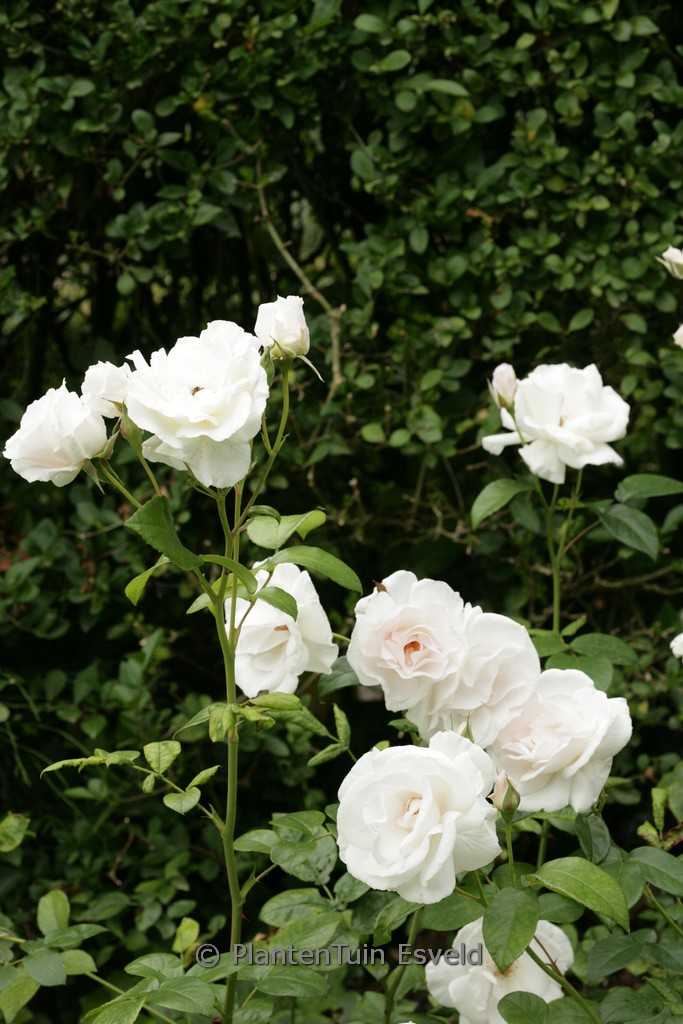 Rosa 'Maria Mathilda'