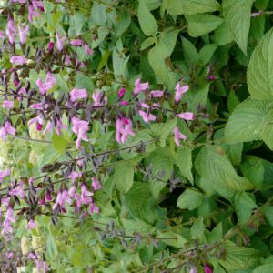 Salvia 'Pink Amistad'