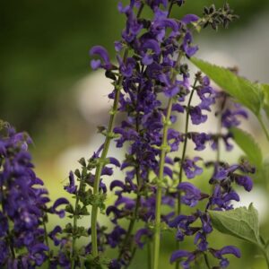 Salvia pratensis 'Twilight Serenade'