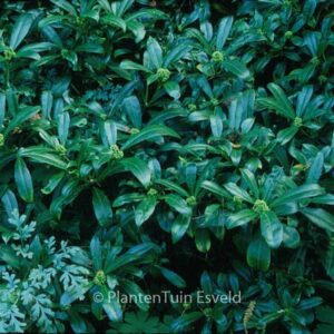 Skimmia anquetilia