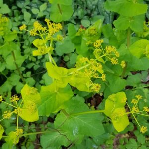 Smyrnium perfoliatum
