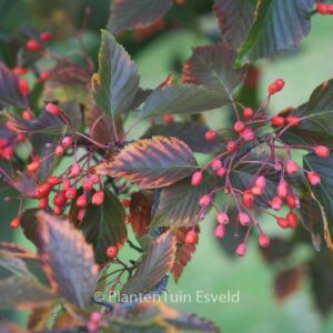 Sorbus alnifolia