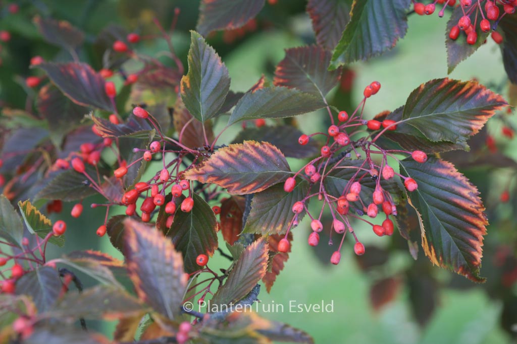 Sorbus alnifolia
