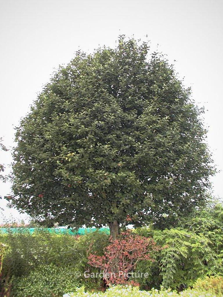 Sorbus latifolia 'Henk Vink'