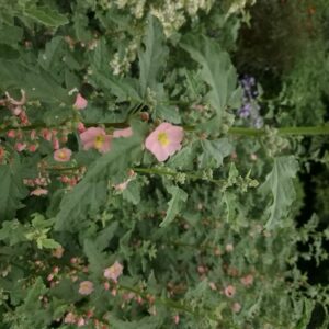 Sphaeralcea 'Charmeuse'