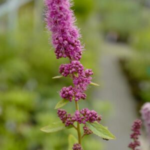 Spiraea douglasii