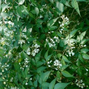 Staphylea bumalda
