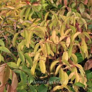 Staphylea holocarpa