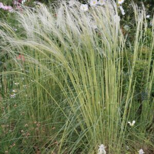 Stipa barbata