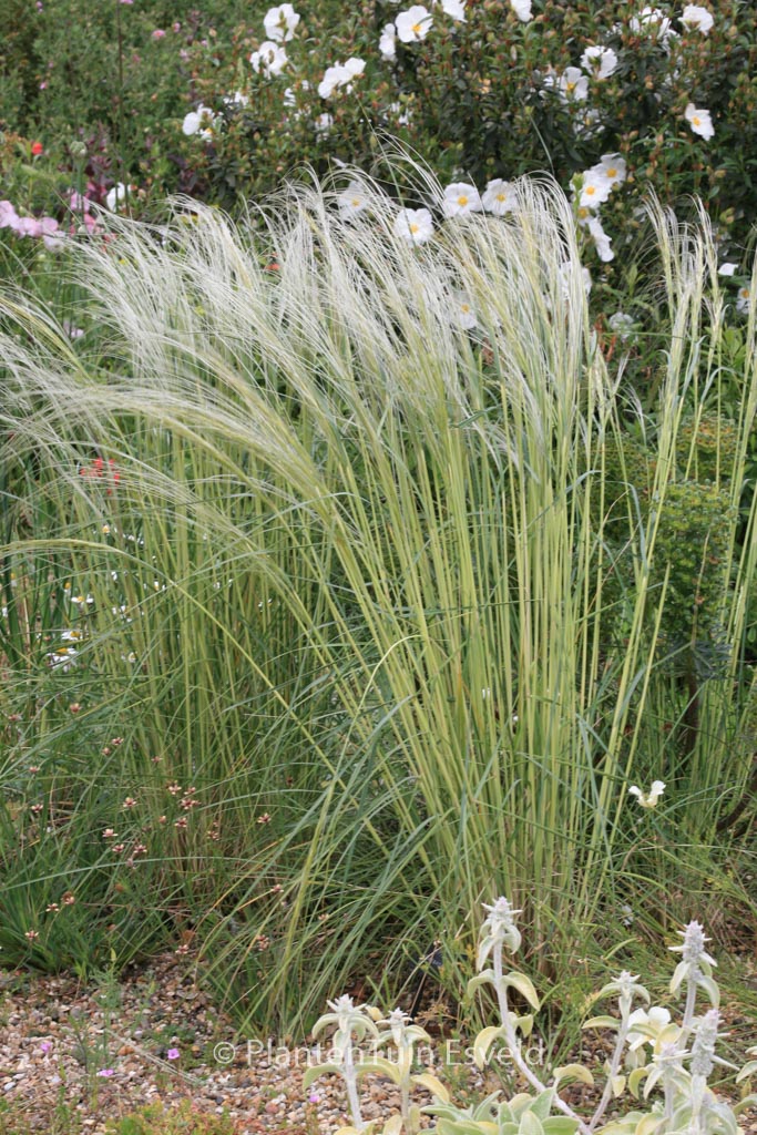 Stipa barbata