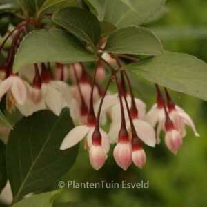 Styrax japonicus 'Pink Snowbell'