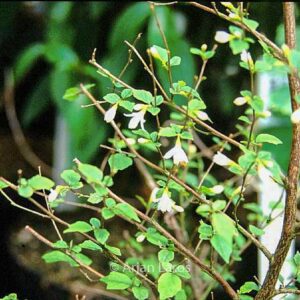 Styrax wilsonii