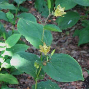 Tricyrtis latifolia