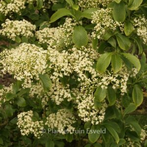 Viburnum sieboldii