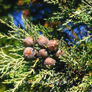 Widdringtonia nodiflora