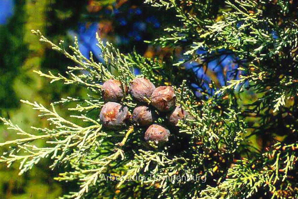 Widdringtonia nodiflora