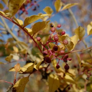 Zanthoxylum alatum