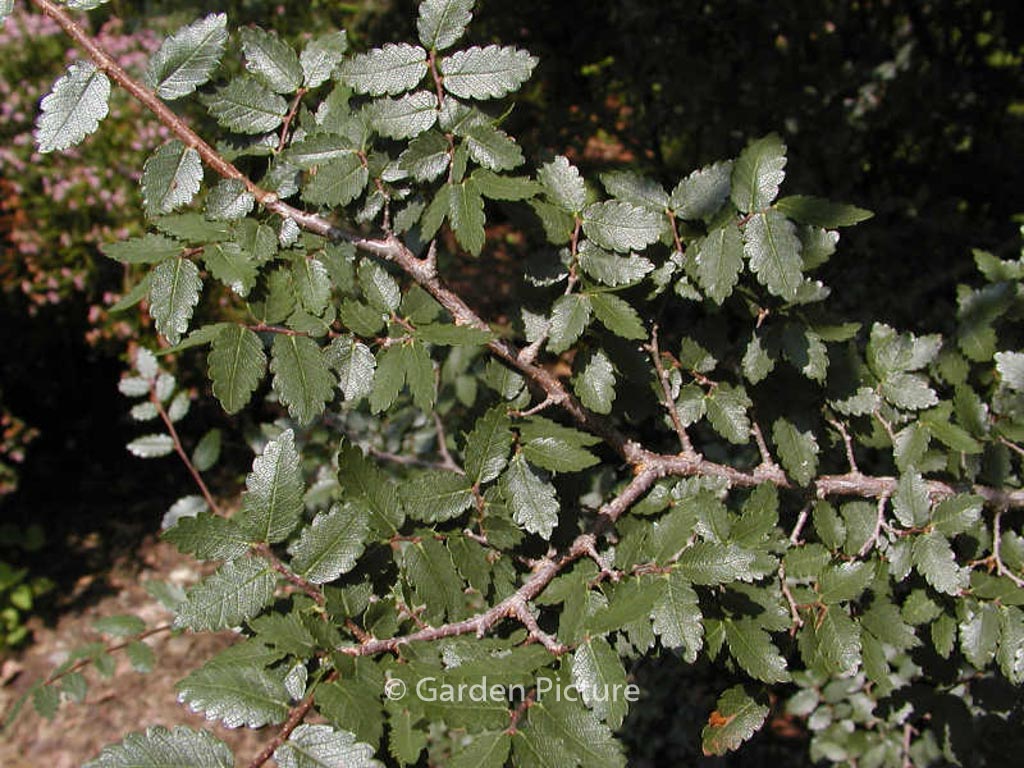 Zelkova abelicea