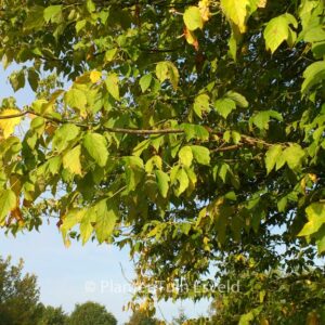 Acer negundo