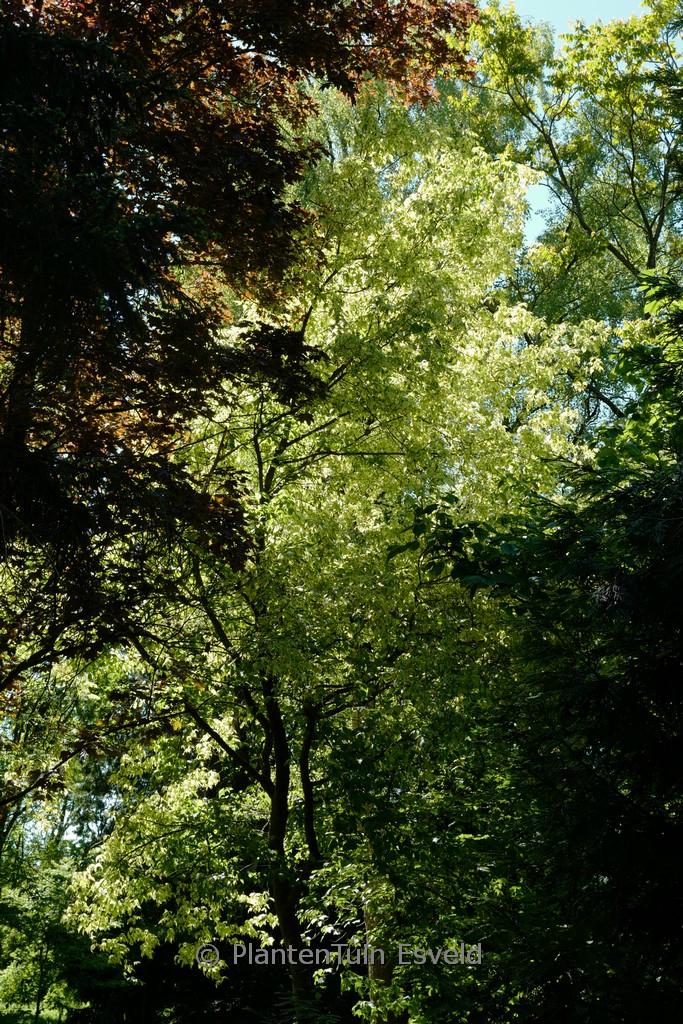 Acer negundo 'Variegatum'