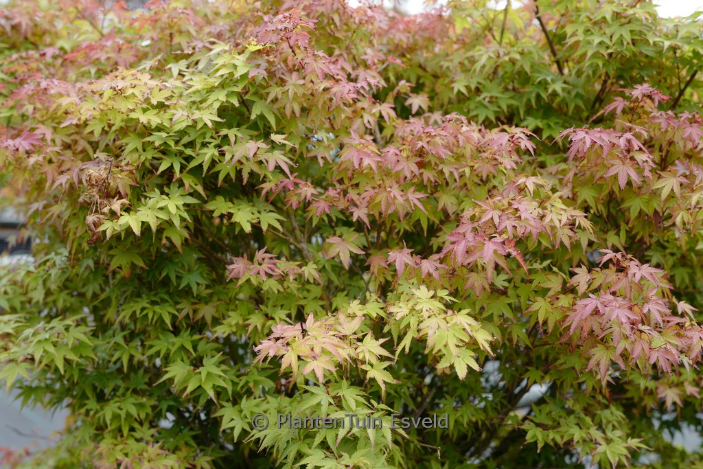 Acer palmatum 'Murasaki-kiyohime' - Image 8