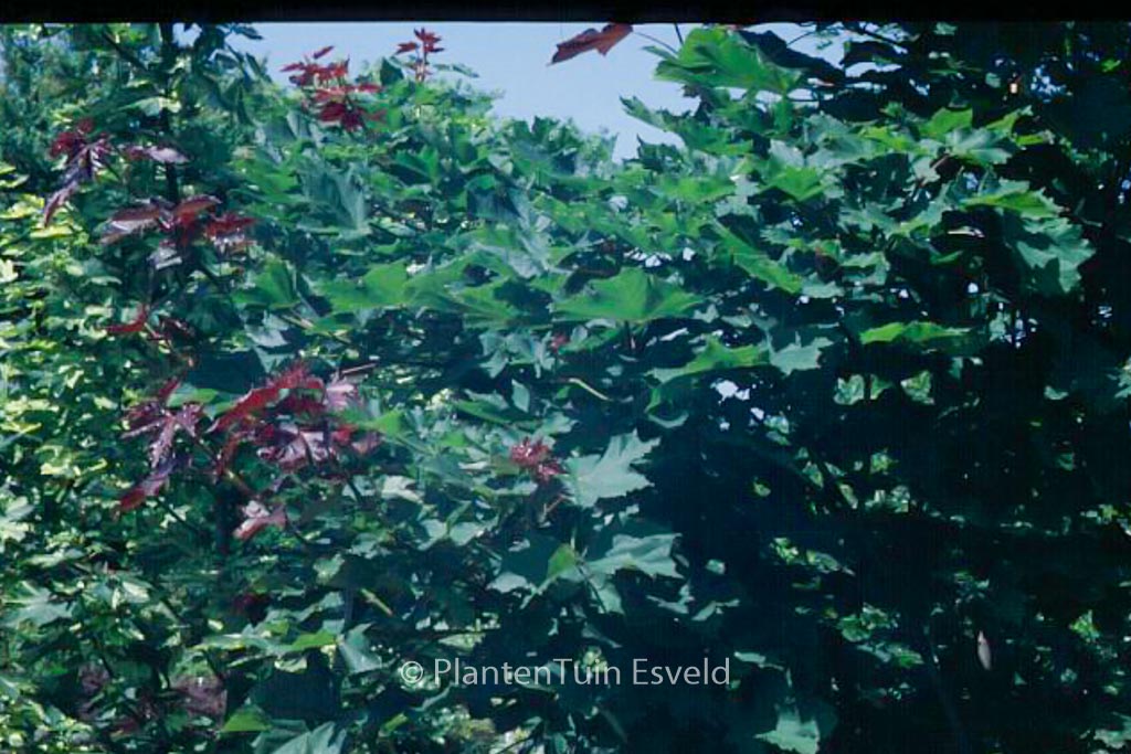 Acer platanoides 'Deborah' - Image 2