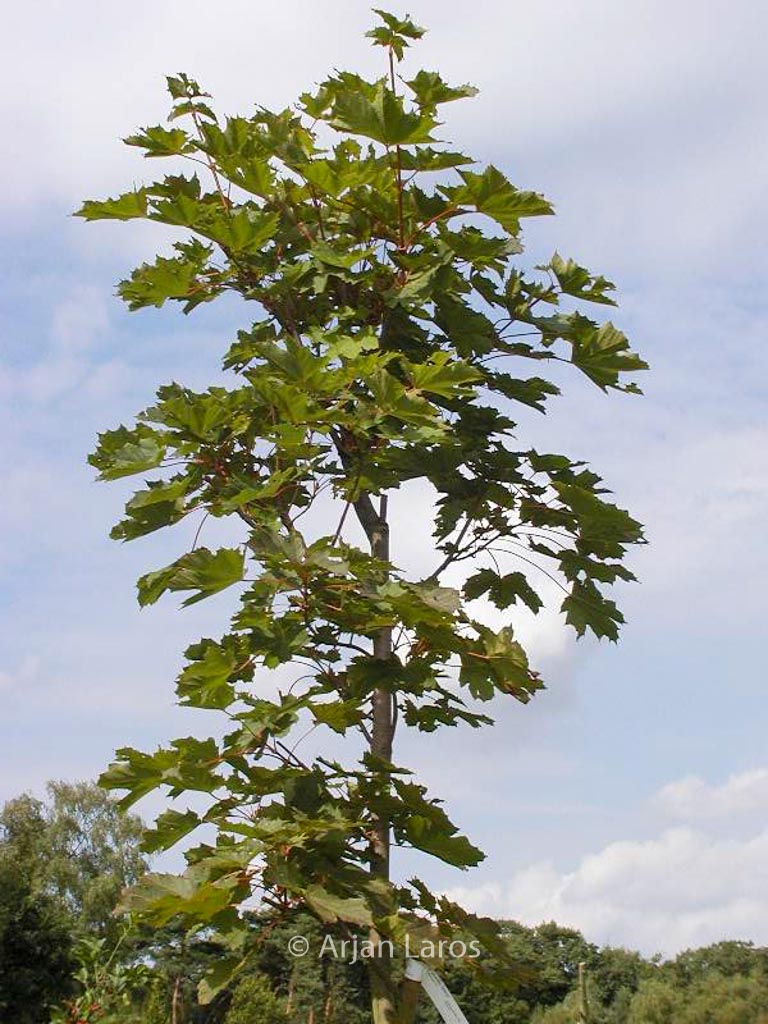 Acer platanoides 'Deborah' - Image 3