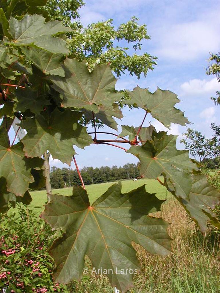 Acer platanoides 'Deborah'