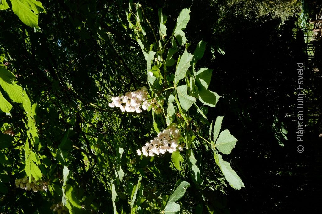 Aesculus hippocastanum 'Baumannii' - Image 2