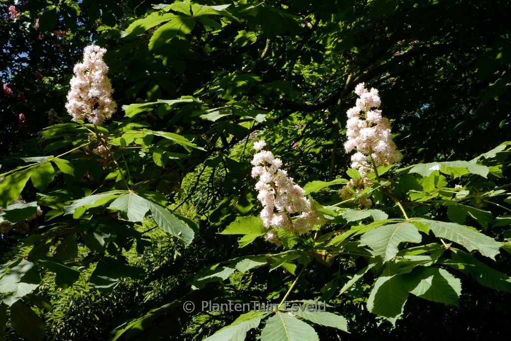 Aesculus hippocastanum 'Baumannii' - Image 3