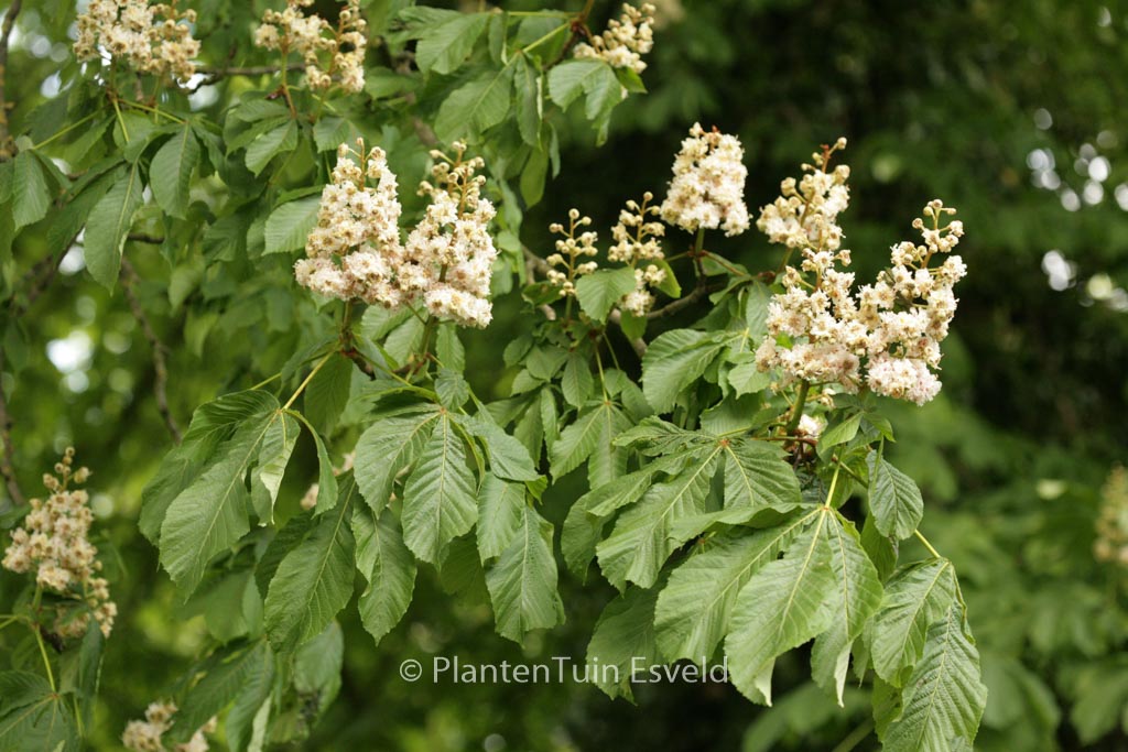 Aesculus hippocastanum 'Baumannii' - Image 4