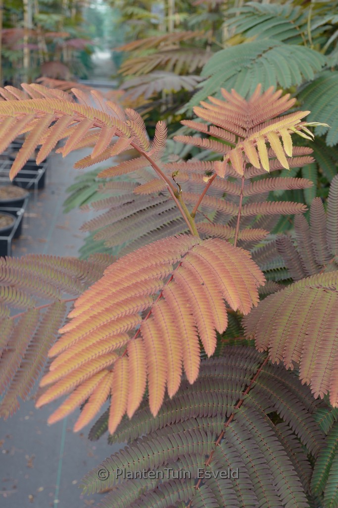 Albizia julibrissin 'Evi's Pride' - Image 2