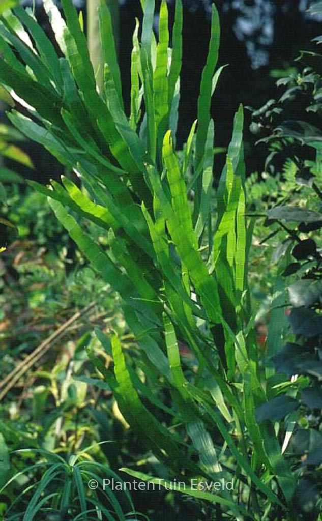 Baccharis genistelloides