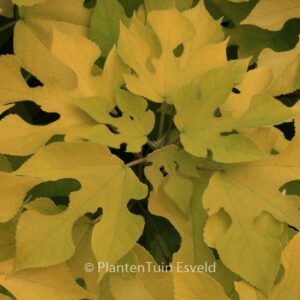 Broussonetia papyrifera 'Golden Shadow'