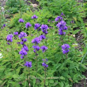 Campanula glomerata