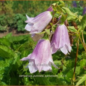 Campanula punctata 'Pantaloons'