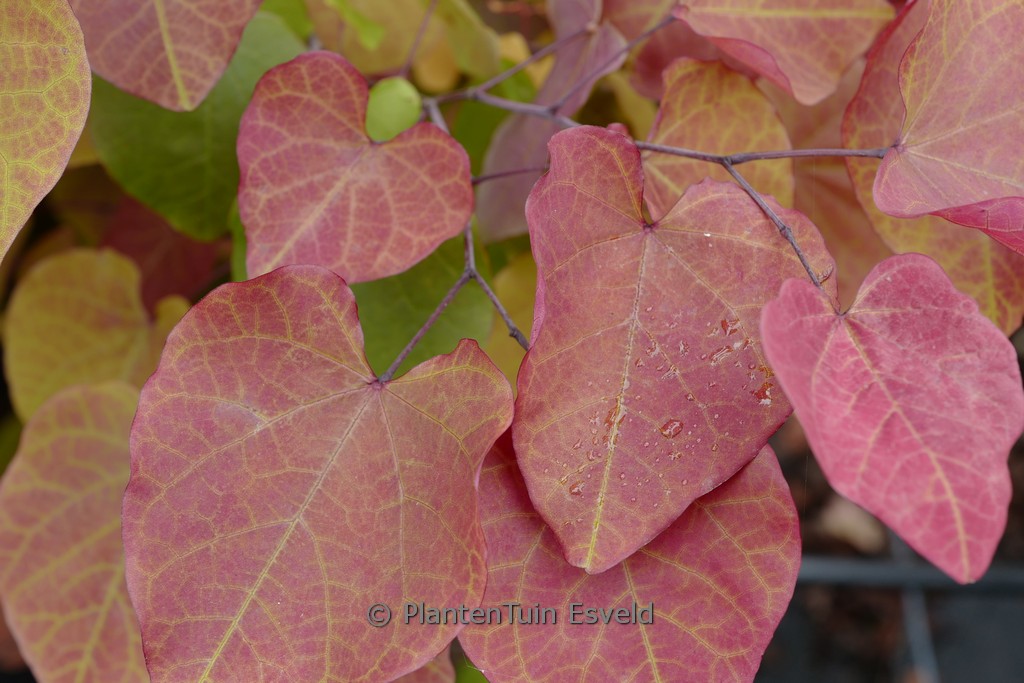 Cercis canadensis 'Eternal Flame' - Image 2