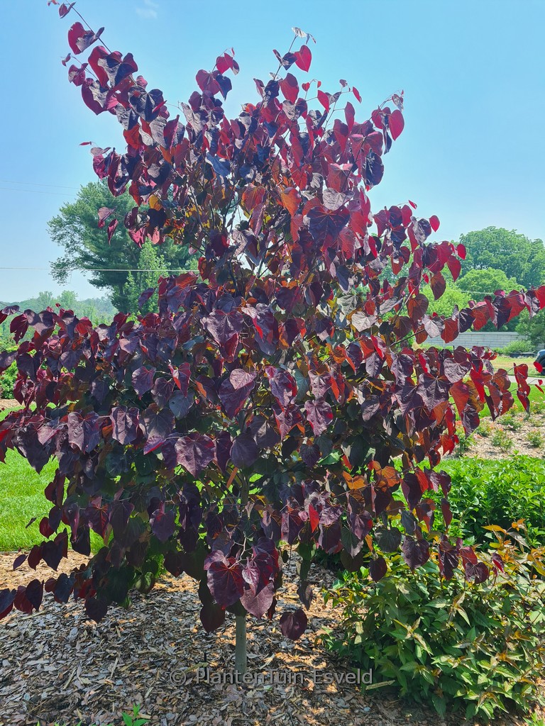 Cercis canadensis 'RNI-RCC3' (Midnight Express)